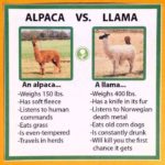 llama_v_alpaca